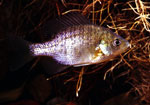 Bluegill <image courtesy of Ohio Department of Natural Resources>